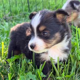 Boy 1 - Black tri male Miniature Australian Shepherd puppy in Arcadia, Indiana from Sunset Cowgirl Mini Aussies