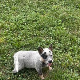 Gus - Blue speckled male Australian Cattle Dog puppy in Osceola, Iowa from 4C Cattle Dogs