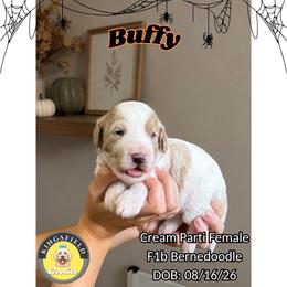 Buffy - Yellow and white female Bernedoodle puppy in High Point, North Carolina from Kingsfield Doodles