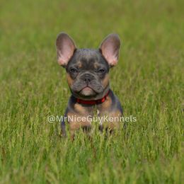 French Bulldog puppies from Mr Nice Guy Kennels