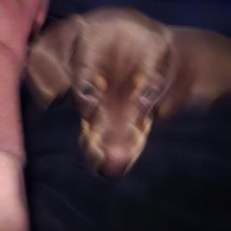 Girl 3 Juilet - Chocolate and tan female Dachshund puppy in Neola, Iowa from Eiram Dachshunds