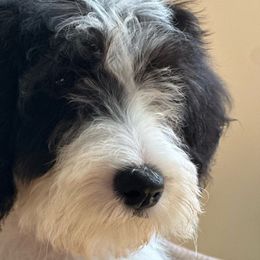 White - Sheepadoodle puppy from CelticDoods