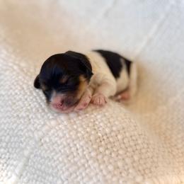 Boy 2 - Tri-color male Bernedoodle puppy in Salt Lake County, Utah from Coco Avenue Pups