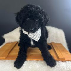 Bell - White and black female Bordoodle puppy in Valley Center, California from Circle R Valley Bordoodls