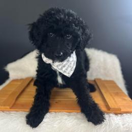 Bell - White and black female Bordoodle puppy in Valley Center, California from Circle R Valley Bordoodls