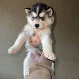 Girl 1 - Sable and white female Siberian Husky puppy in Iron River, Wisconsin from Wiemeri Siberians