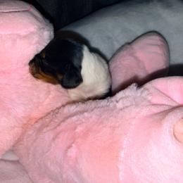 Pie - Piebald male Dachshund puppy in Crab Orchard, Kentucky from Lucy’s legacy dachshunds