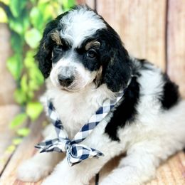 Frankenstein - Phantom male Poodle puppy in Billings, Montana from Montanas Beartooth Doodles