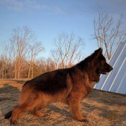 BRUNO VOM LC GERMAN SHEPHERDS HAUS - Black and red male German Shepherd puppy in Lexington, Virginia from Stahlhaus ( Previously Buffelbach Farmstead Shepherds)