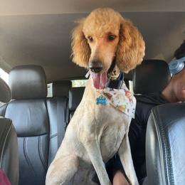 Kodi - Goldendoodle