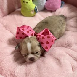 Pebbles - Merle female Chihuahua puppy in Brooksville, Florida from Daystars Chihuahuas
