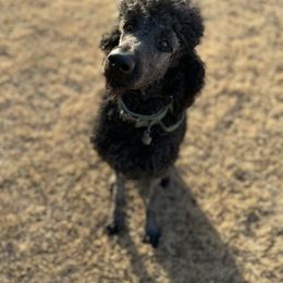 Ranger - Poodle