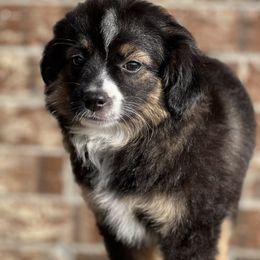 S'mores - Toy Australian Shepherd puppy from R & W Aussies
