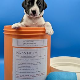 Girl 4 - female Sporty Mix puppy in Burnsville, Minnesota from Puzzle Dogs