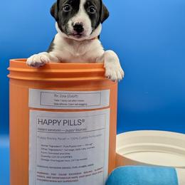 Girl 4 - female Sporty Mix puppy in Burnsville, Minnesota from Puzzle Dogs