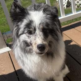 Benji - Blue merle and white male Shetland Sheepdog puppy in Perkiomenville, Pennsylvania from Triumph Shelties