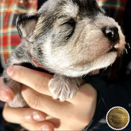 Evie - Salt and pepper female Miniature Schnauzer puppy in Frankford, Delaware from Miniature Schnauzers of Delmarva