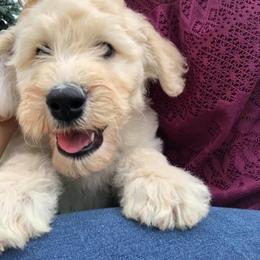 Goldendoodle Puppies from Sugar River Doodles
