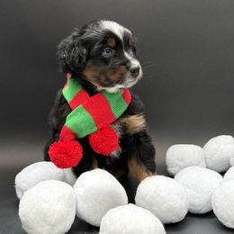 Legend - Black tri male Miniature Australian Shepherd puppy in Covington, Pennsylvania from Rigas Mini Aussies LLC