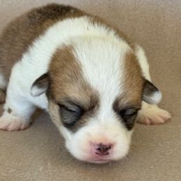 Boy 5 - Fawn male Pembroke Welsh Corgi puppy in Huntington Beach, California from Gingerbread
