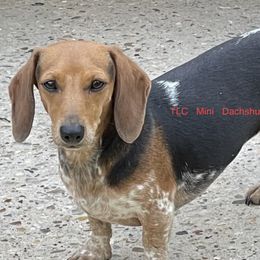 June Bug - Dachshund