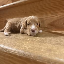 Scout - Fawn and white male Sheepadoodle puppy in Lancaster, Pennsylvania from Bitler Family Puppies