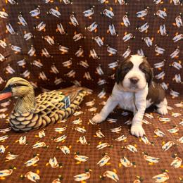 Mabel - Tri-Roan female English Springer Spaniel puppy in Braidwood, Illinois from A & R Springers