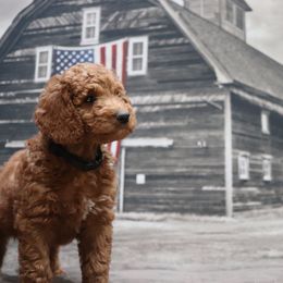 Poodle Puppies from Red Barn Moyen Poodles