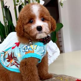 Twix - Apricot male Maltipoo puppy in Sugar Land, Texas from Celebrity Maltipoos