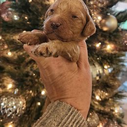 Wesson - Red  male Goldendoodle puppy in Tazewell, Tennessee from Legacy Bostons and Goldendoodles