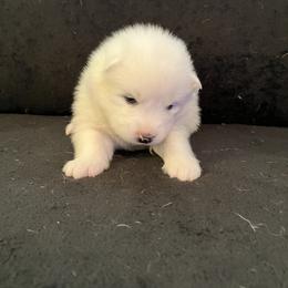Boy 1 - White male Samoyed puppy in Glasgow, Kentucky from Bluegrass Samoyeds