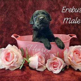 Eberus - Black male Labrador Retriever puppy in Bemidji, Minnesota from Northern Star Elite Quality Labrador Retrievers