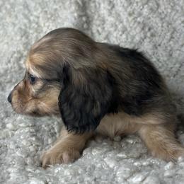 Fendi - Dapple female Dachshund puppy in Tulare, California from Dreamy Creamies