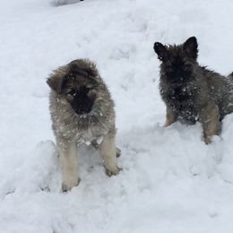 German Shepherd Puppies from Silver Elite Shepherds