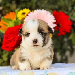 Boy 4 - Sable male Pembroke Welsh Corgi puppy in Caliente, California from Rafter Cross 7