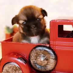Tibetan Spaniel Puppies from Trillium Tibetan Spaniels