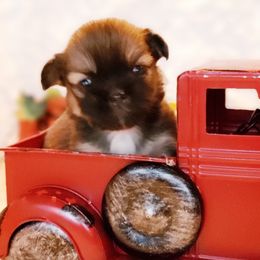 Tibetan Spaniel Puppies from Trillium Tibetan Spaniels