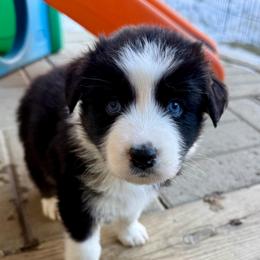 Azul - Black tri-color female Australian Shepherd puppy in Putnam County, New York from Highland Haven Australian Shepherds
