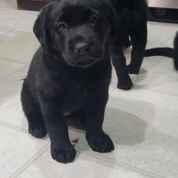 Labrador Retriever Puppies from Mac's Labradors