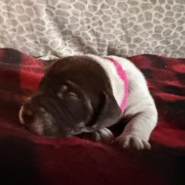 Pink collar Female - Brown and gray female Wirehaired Pointing Griffon puppy in Sheldon, Vermont from Ole Poor Farm