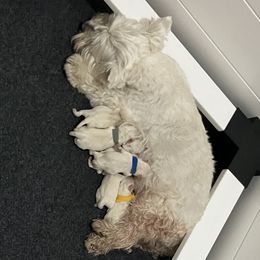 West Highland White Terrier Puppies from Northshore Chicago Westies