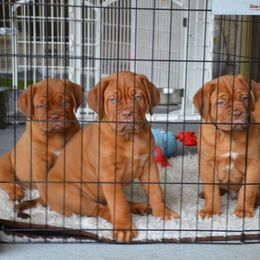 Dogue de Bordeaux Puppies from Toni  Young