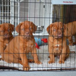 Dogue de Bordeaux Puppies from Toni  Young