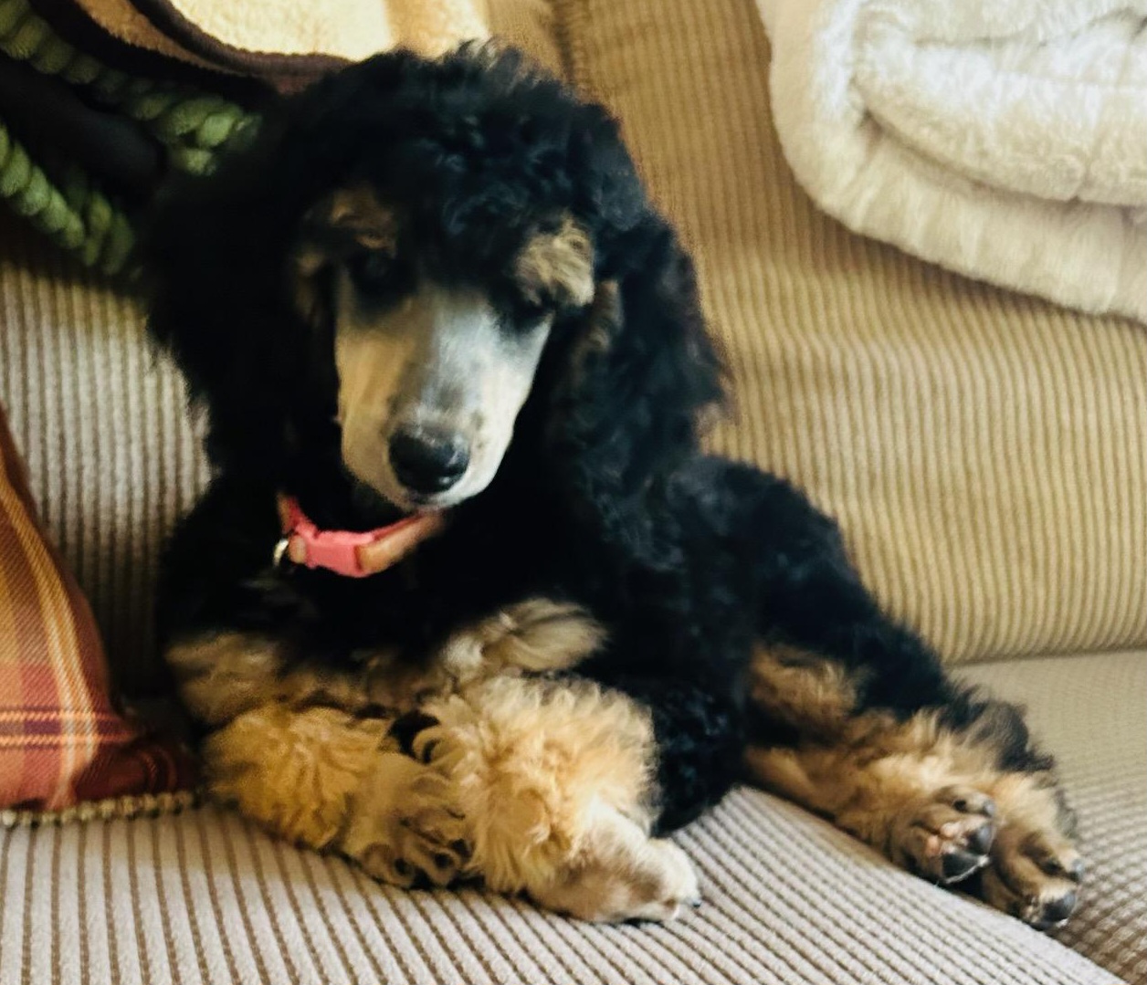 Dalmatian and Poodle Puppies from Reeves Family Standards