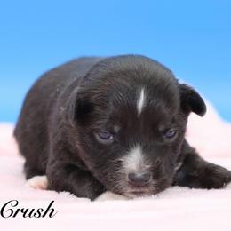 Crush - Black tri female Miniature Australian Shepherd puppy in Weeki Wachee, Florida from Arlington's Mini Aussies