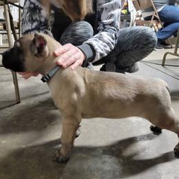 Australian Shepherd and Perro de Presa Canario Puppies from Lykaios Kennels