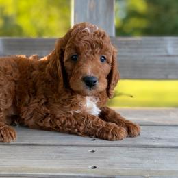Truman - Red  male Goldendoodle puppy in Zeeland, Michigan from Dandelion Lane Doodles