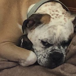 Olde English Bulldogge Puppies from Gods Of Olympus Bulldogges