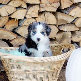 Border Collie, Miniature American Shepherd, and Miniature Australian Shepherd Puppies from Greenbriar Hills