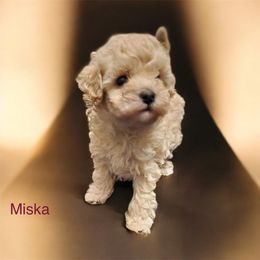 AKC girl Miska 2300 NATURAL TAIL smallest - Cream female Poodle puppy in Cartersville, Georgia from Alpha Tiny Paws